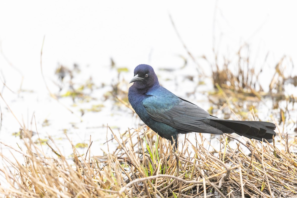 Boat-tailed Grackle - ML638539006