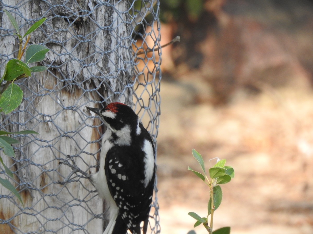 Hairy Woodpecker - ML638539012