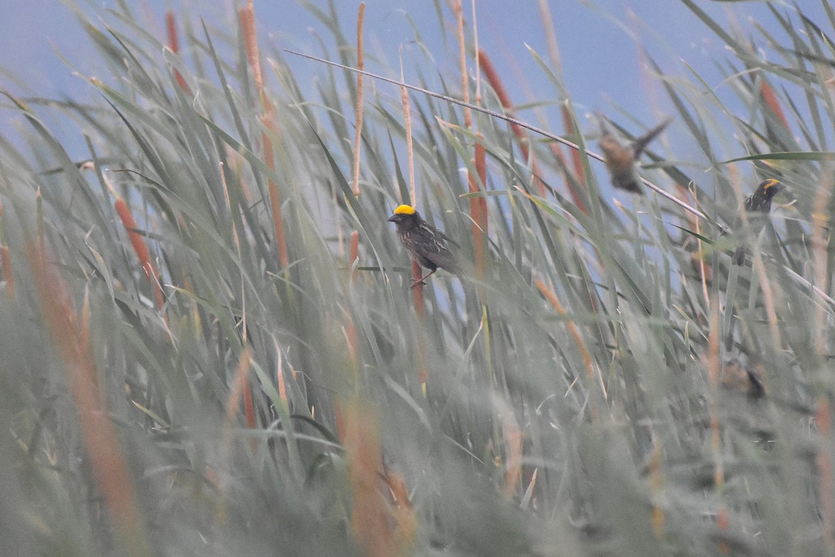 Streaked Weaver - ML638539022