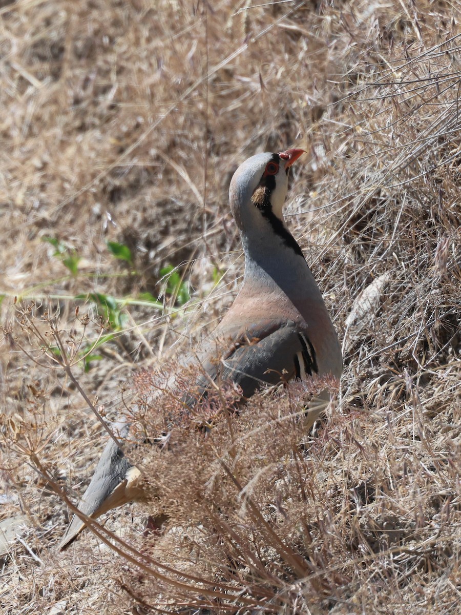 Chukar - ML638539031
