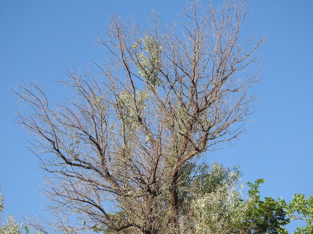 Western Kingbird - ML638539033