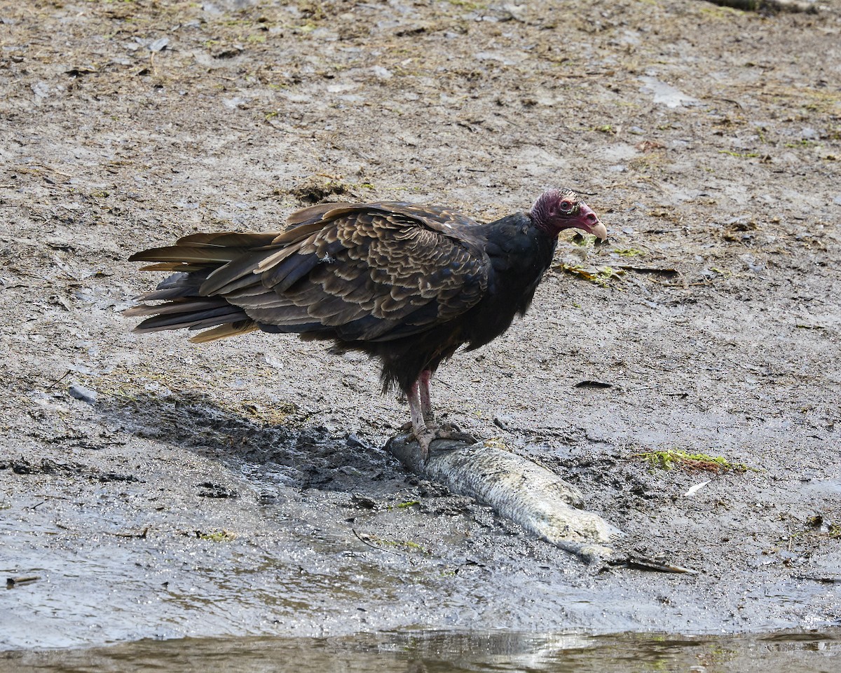Turkey Vulture - ML638539034