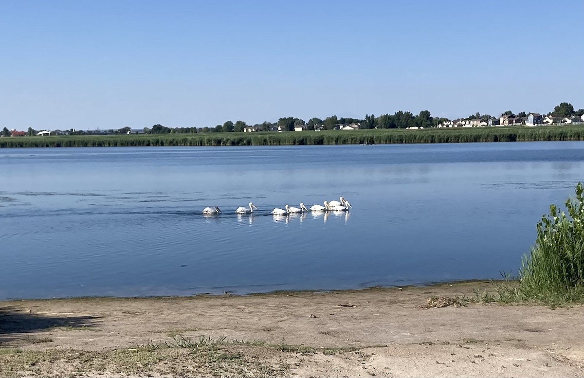 American White Pelican - ML638539037