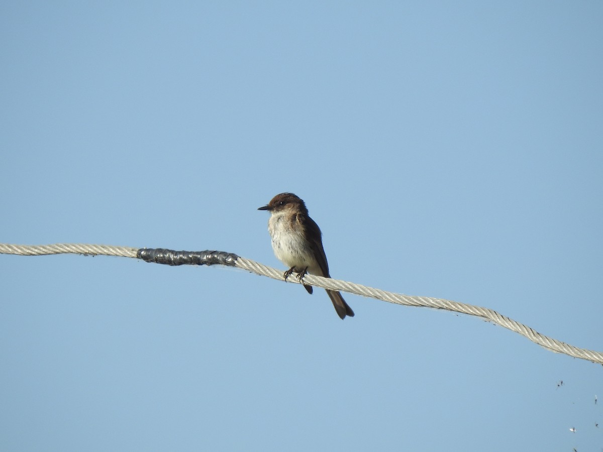Eastern Phoebe - ML638539039