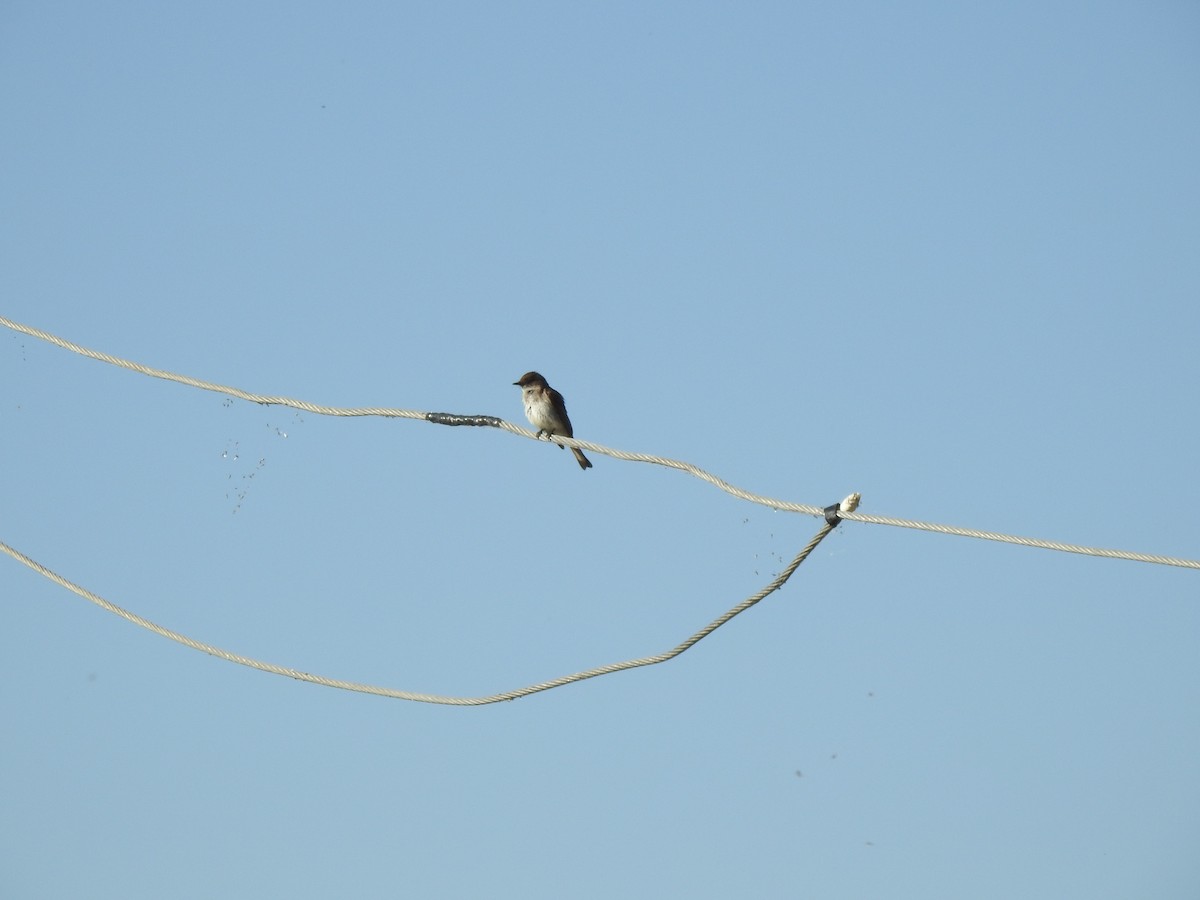 Eastern Phoebe - ML638539040