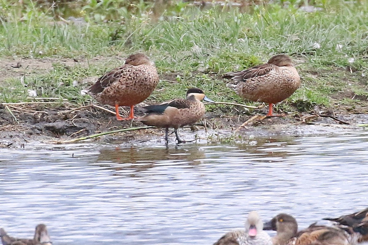 Blue-billed Teal - ML638539046