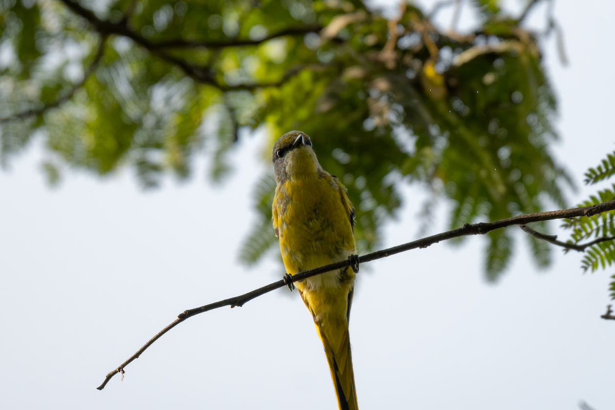 Long-tailed Minivet - ML638539049
