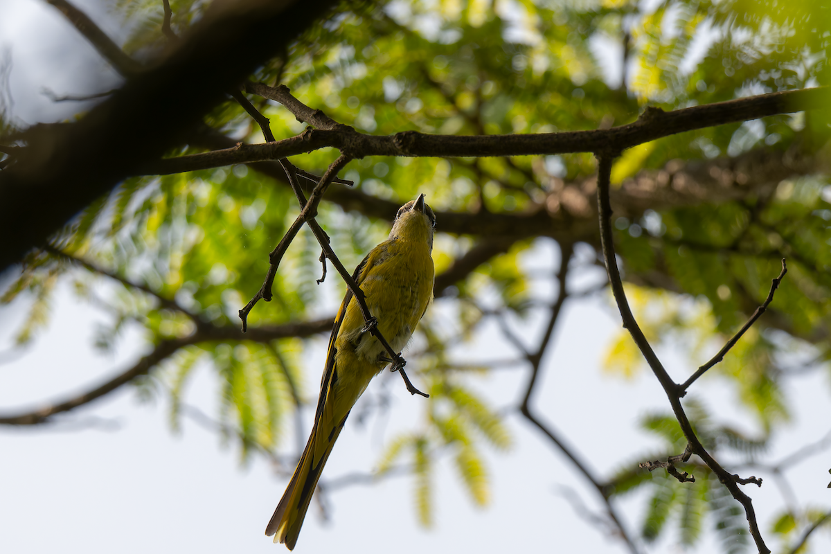 Long-tailed Minivet - ML638539050