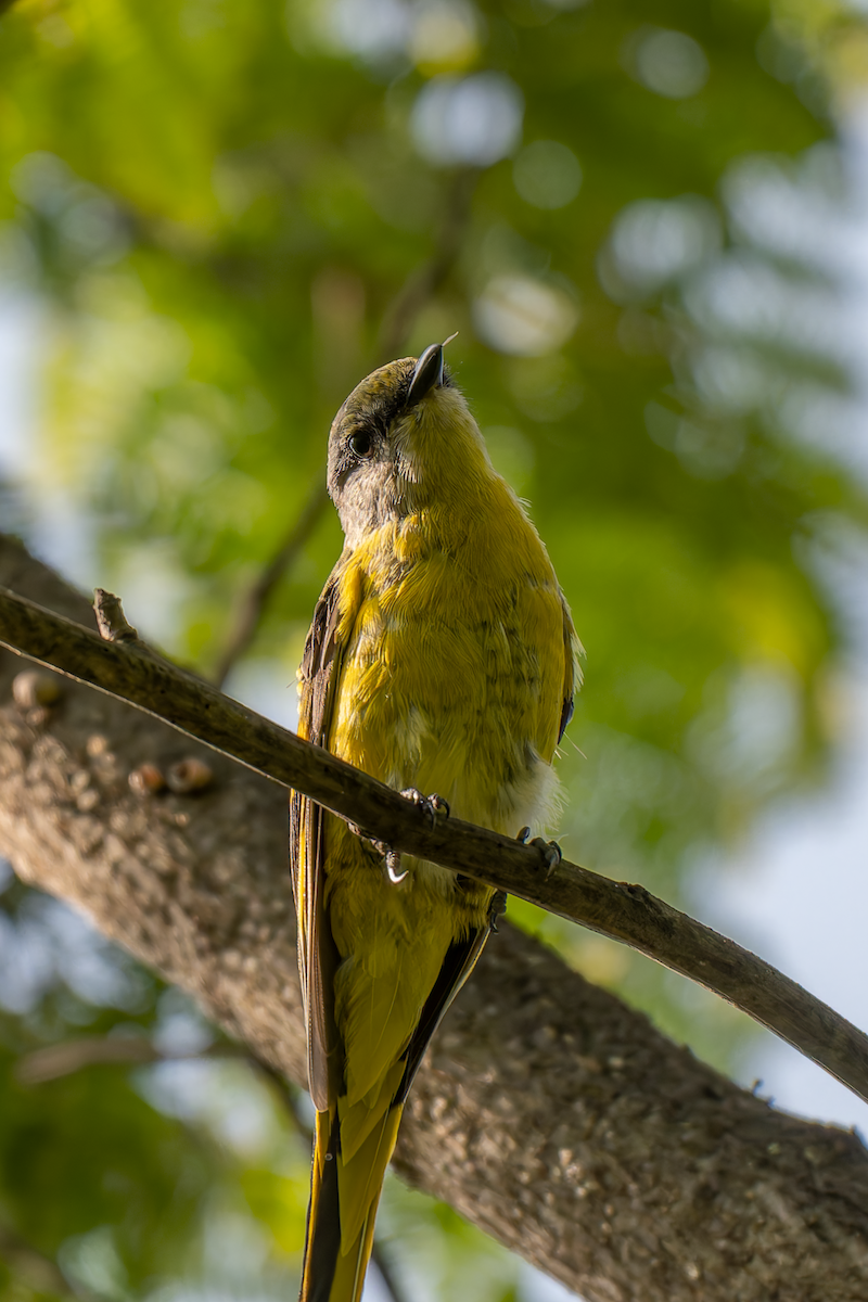 Long-tailed Minivet - ML638539051