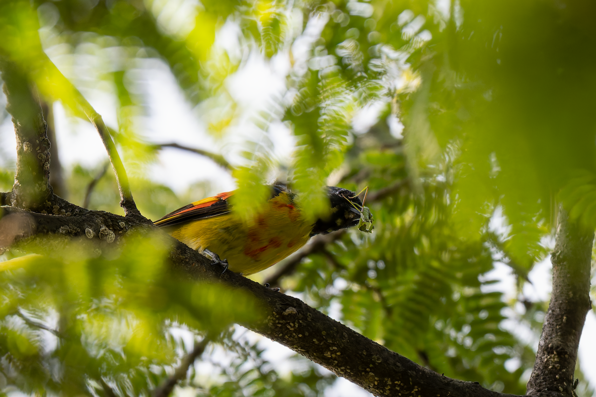 Long-tailed Minivet - ML638539052