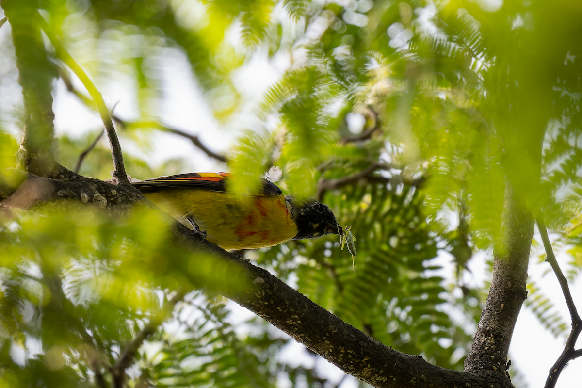 Long-tailed Minivet - ML638539053