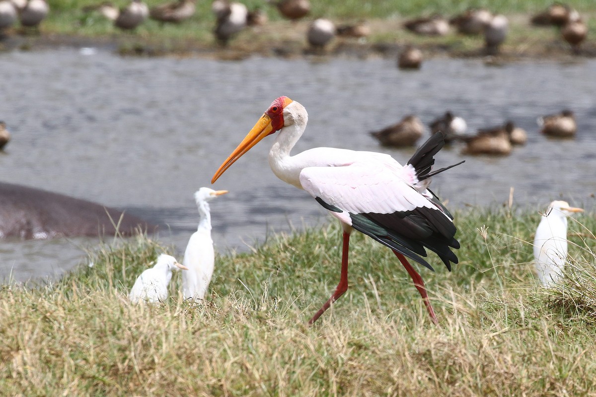 Yellow-billed Stork - ML638539054