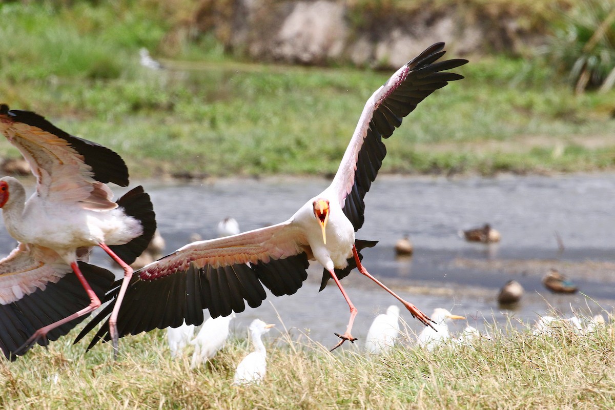 Yellow-billed Stork - ML638539055