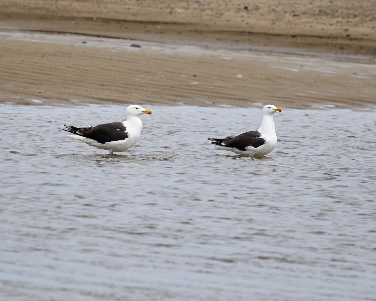 Great Black-backed Gull - ML638539058