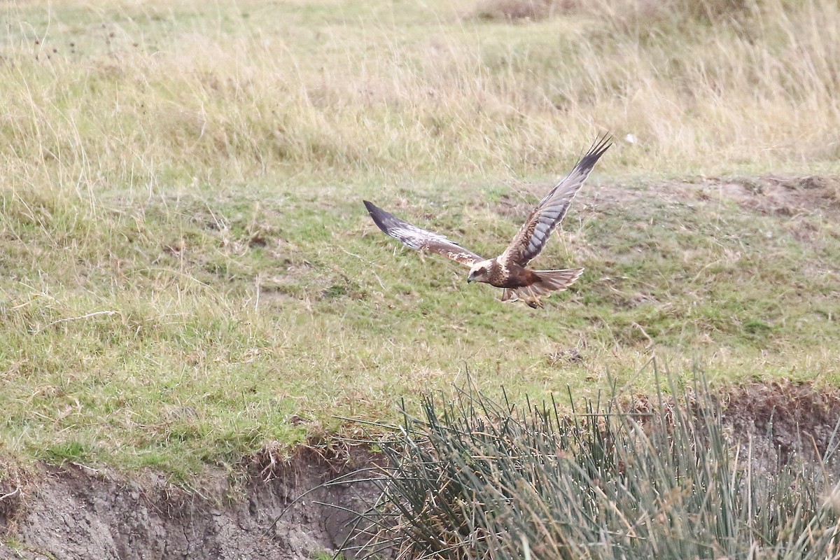Western Marsh Harrier - ML638539061