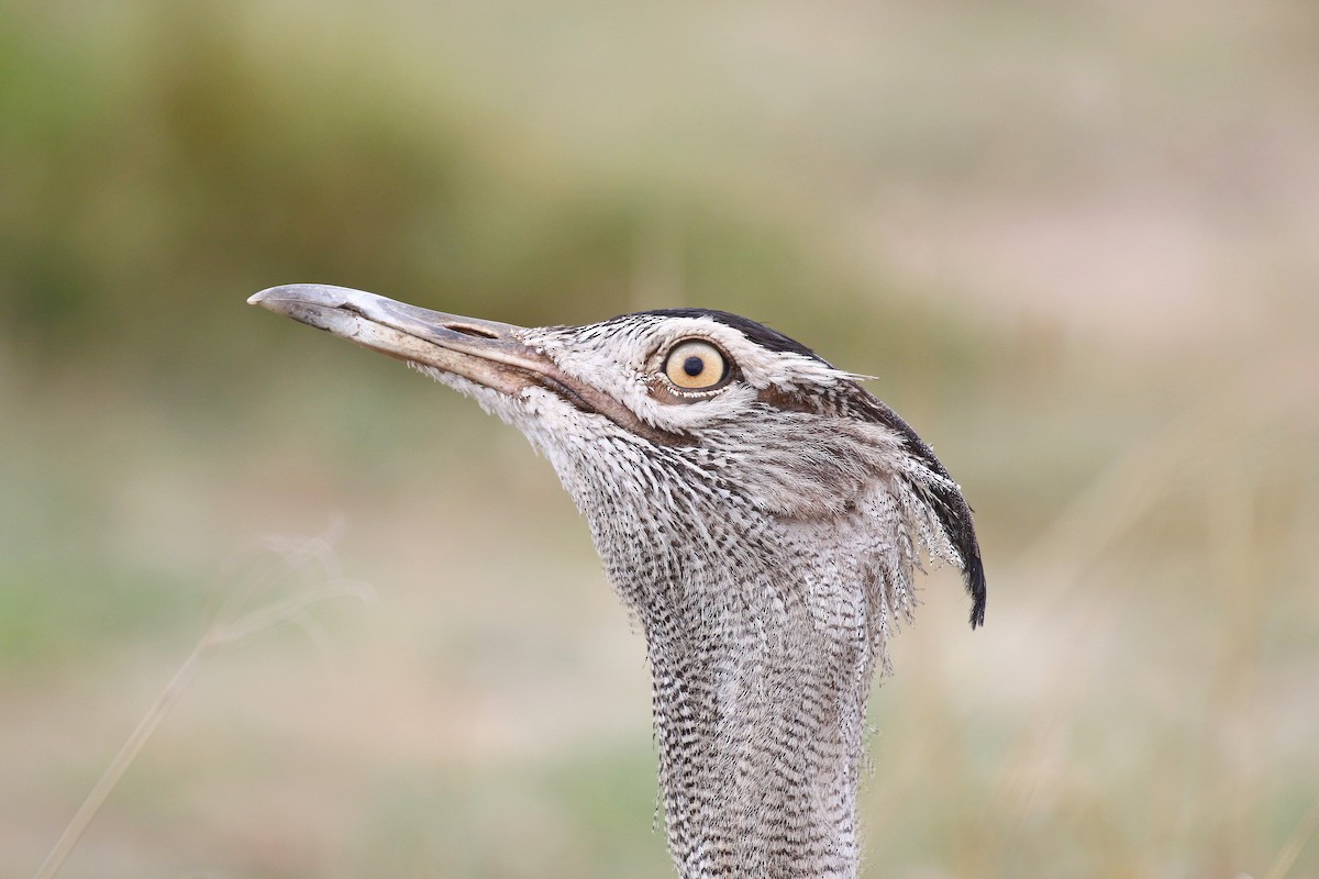 Kori Bustard - ML638539068