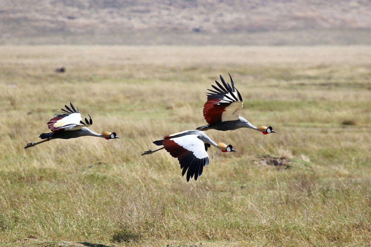 Gray Crowned-Crane - ML638539076