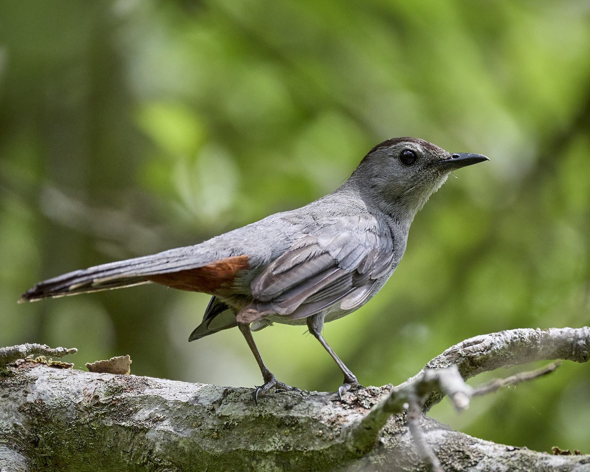 Gray Catbird - ML638539084