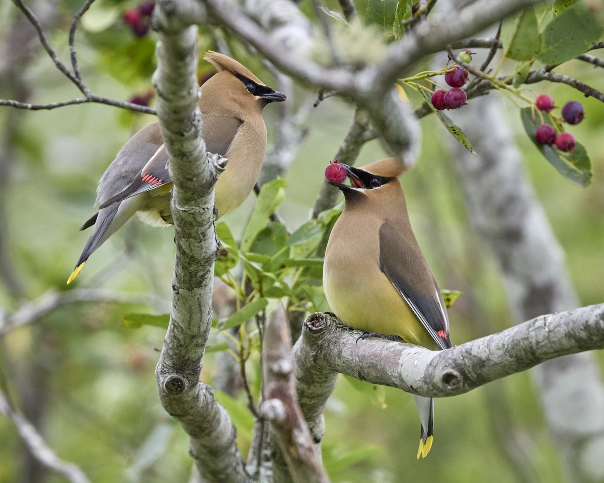 Cedar Waxwing - ML638539091