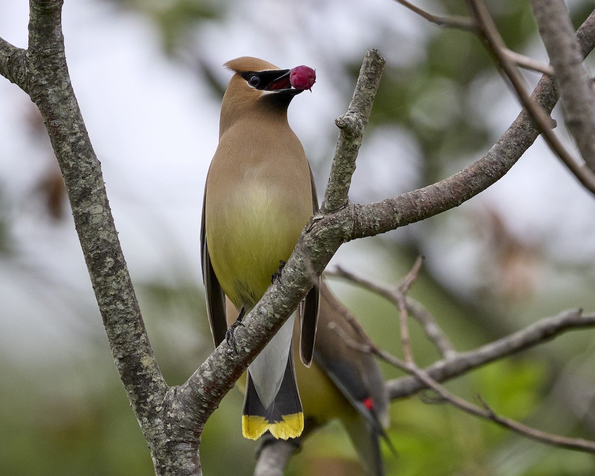 Cedar Waxwing - ML638539094