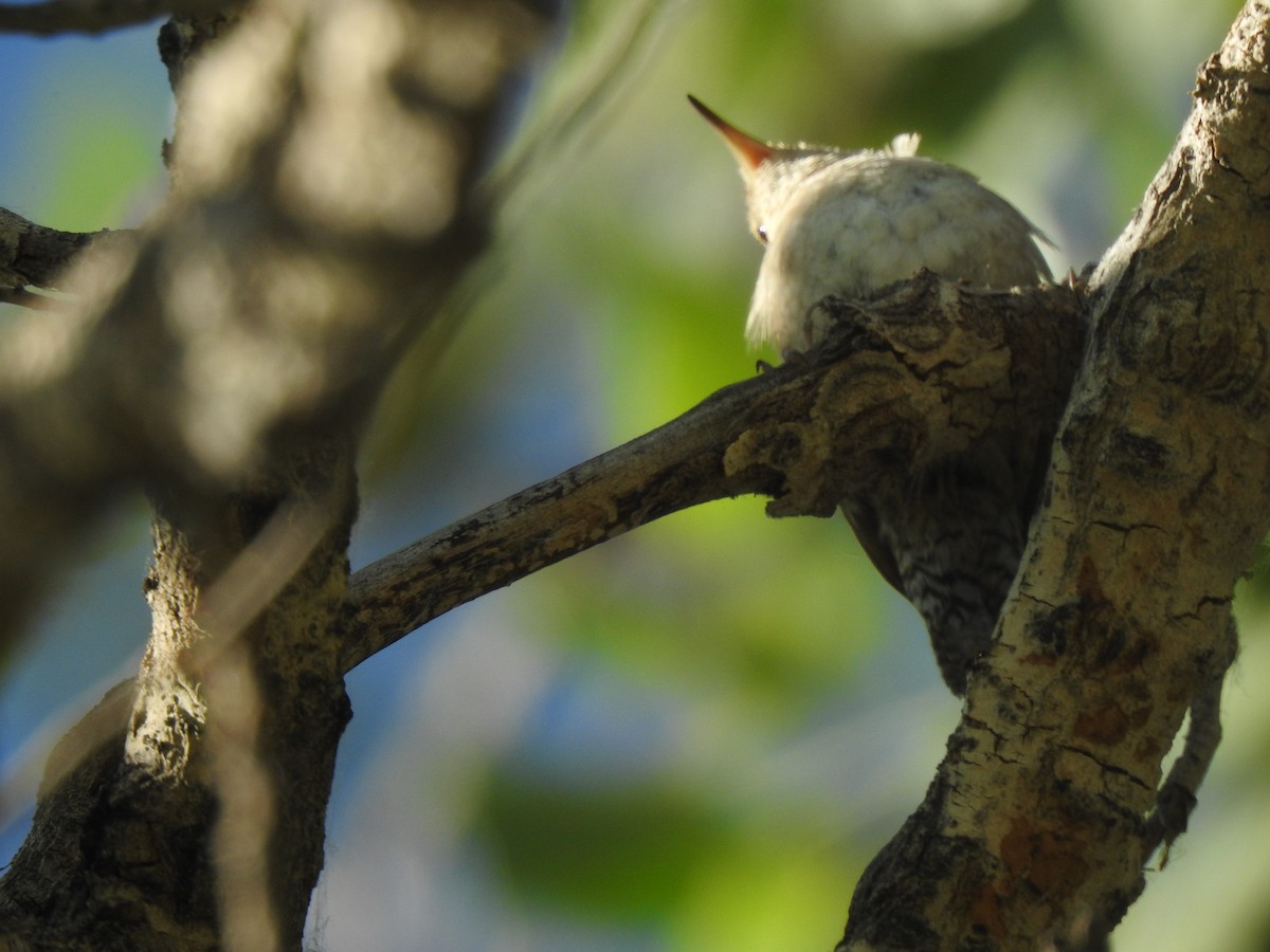 Northern House Wren - ML638539112
