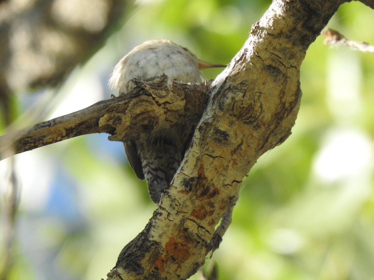 Northern House Wren - ML638539113