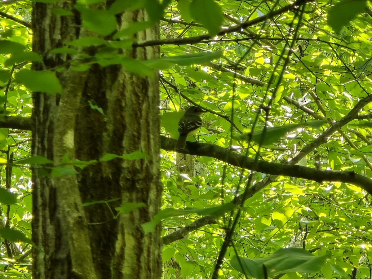 Acadian Flycatcher - ML638539116