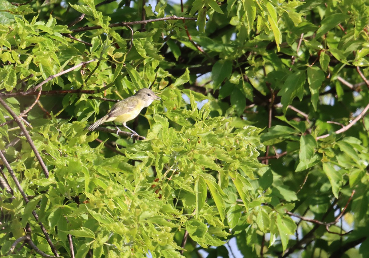 Bell's Vireo - ML638539120