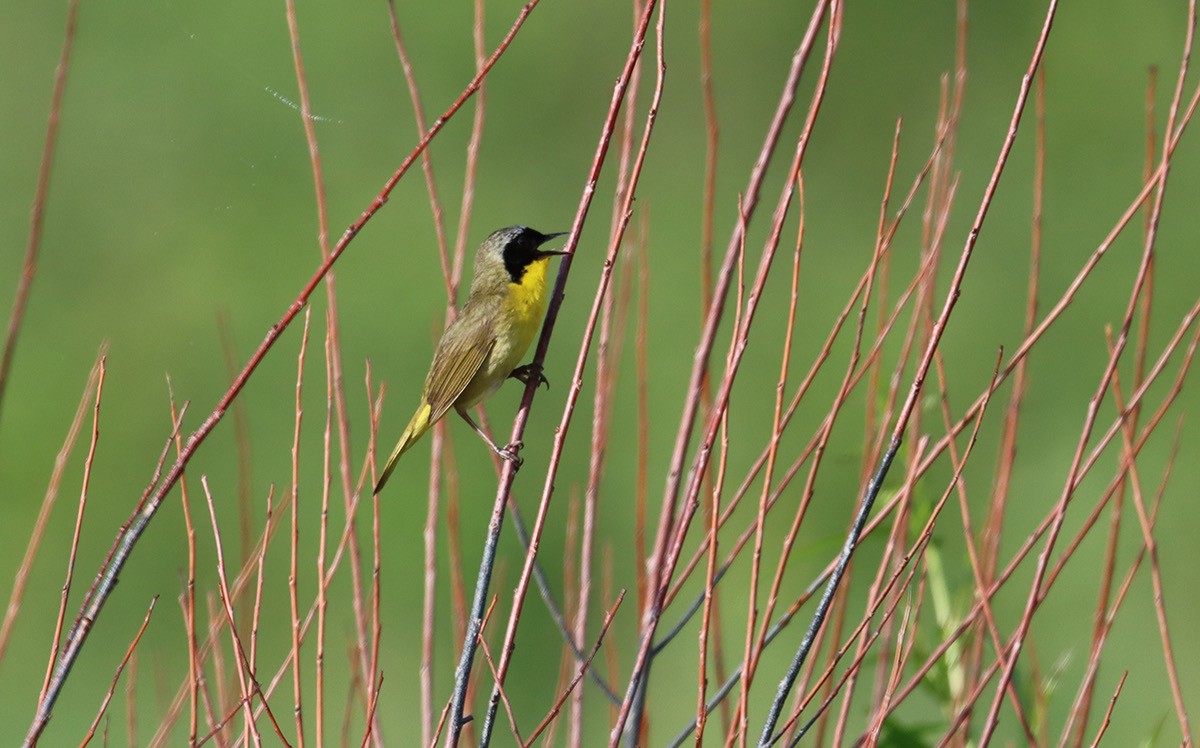 Common Yellowthroat - ML638539126