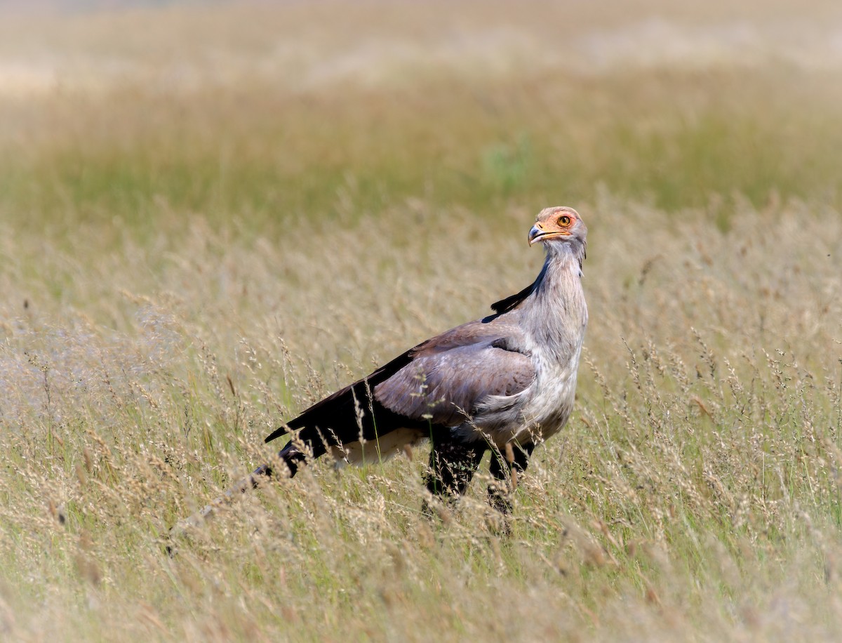 Secretarybird - ML638539127