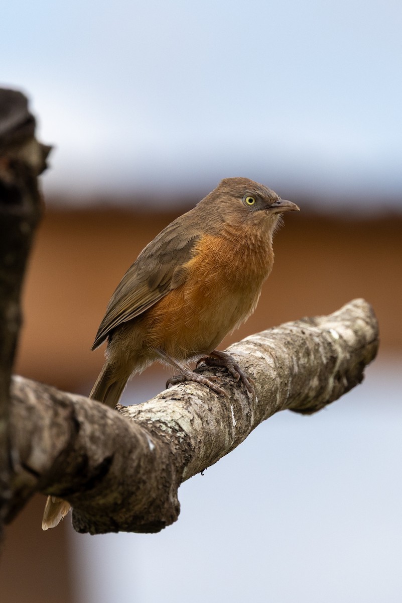 Rufous Chatterer - ML638539133
