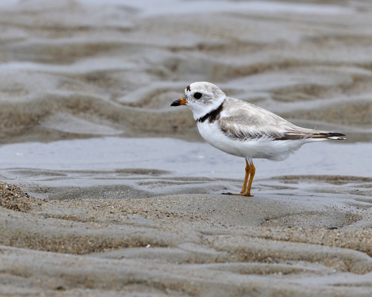 Piping Plover - ML638539136