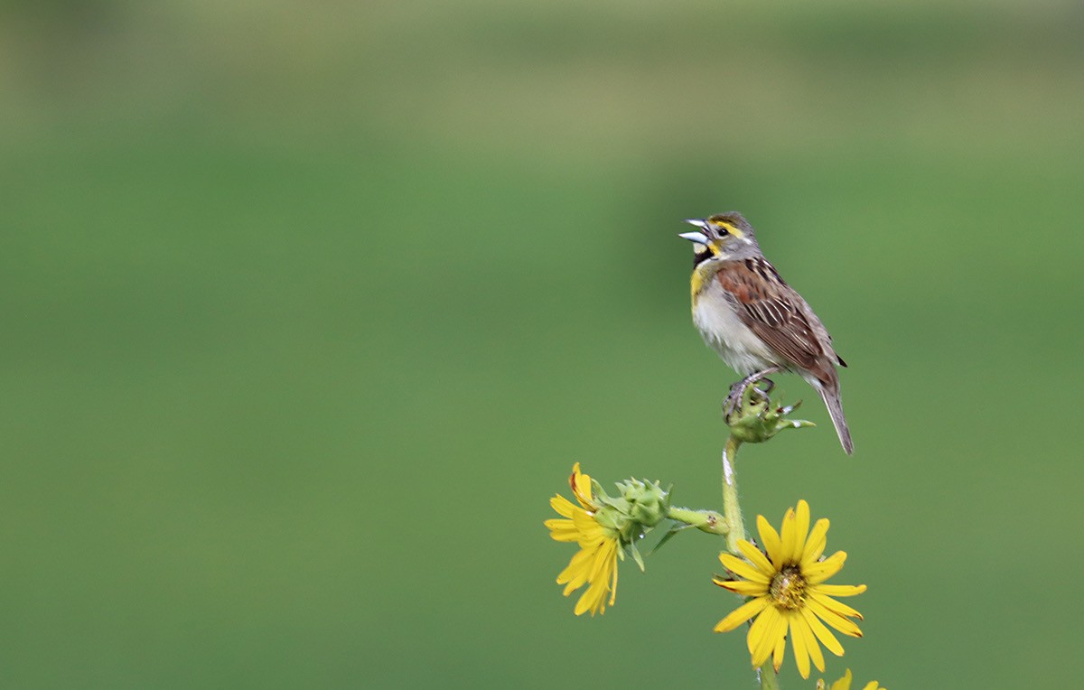 Dickcissel - ML638539137