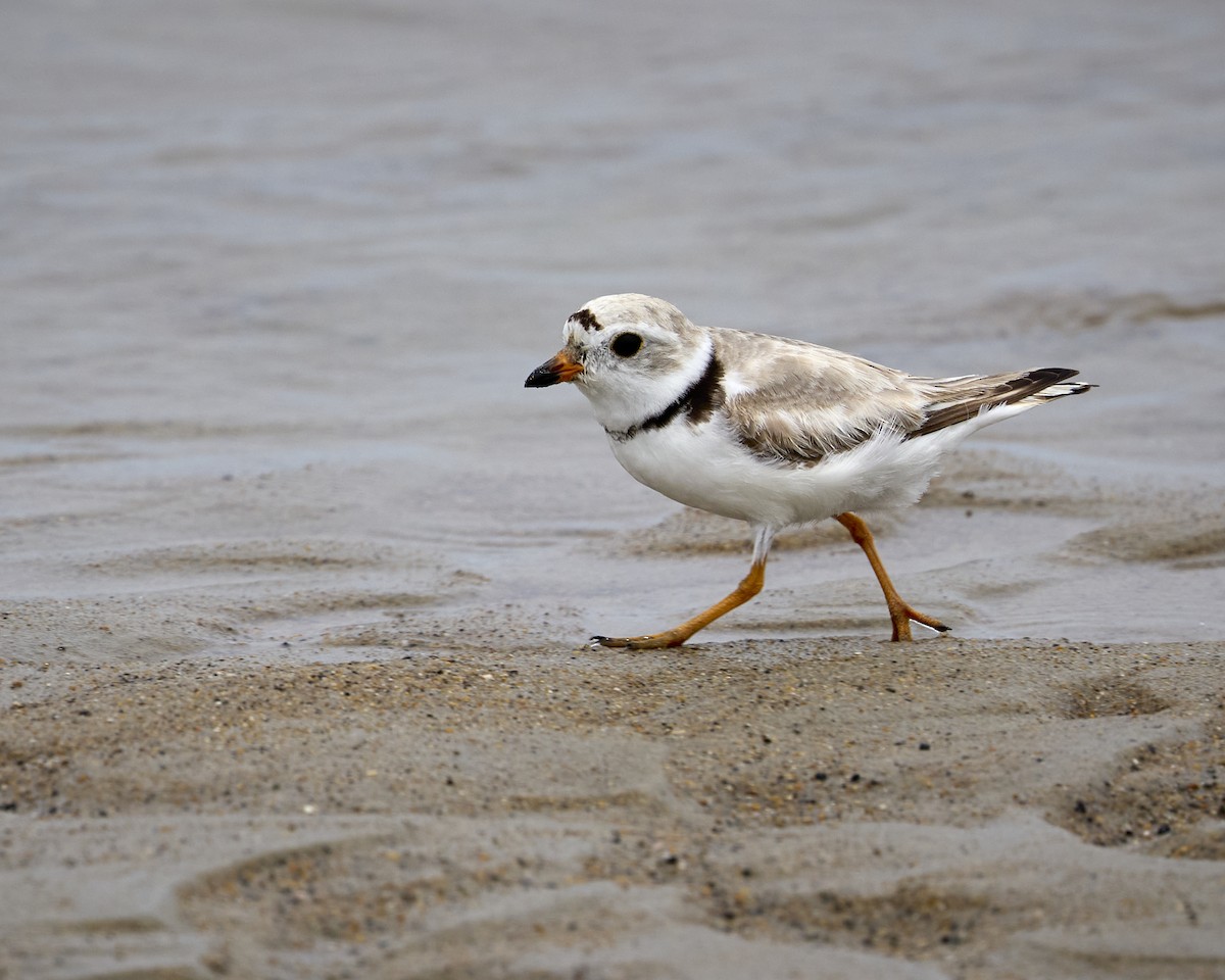 Piping Plover - ML638539143