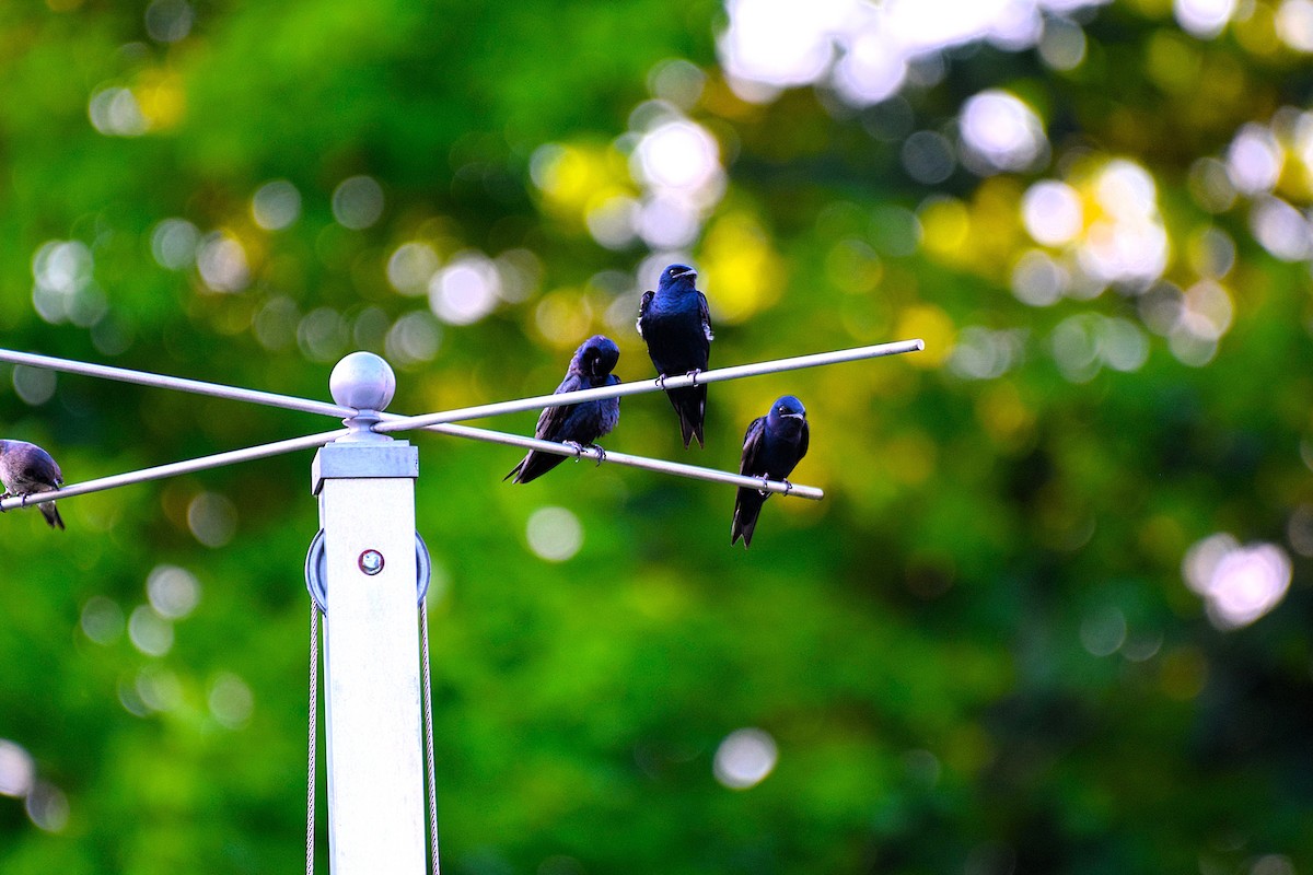 Purple Martin - ML638539144