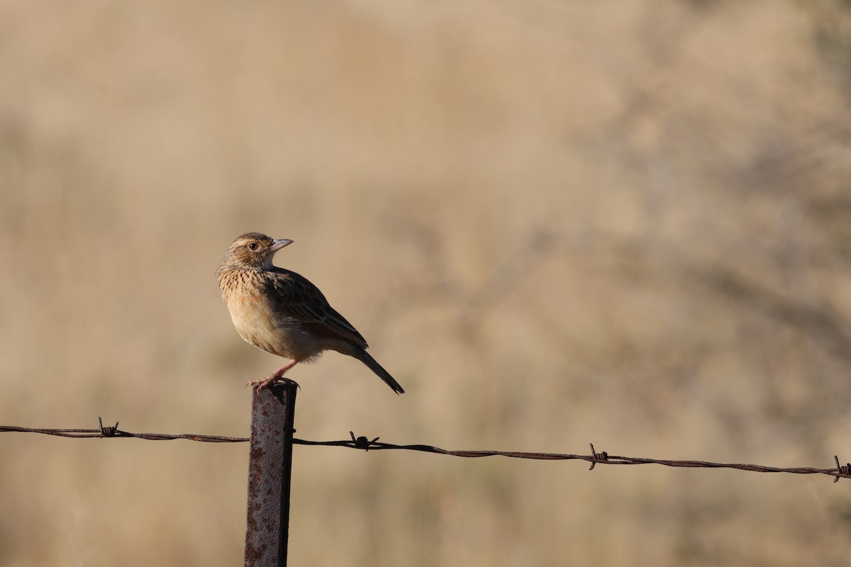Rufous-naped Lark - ML638539146