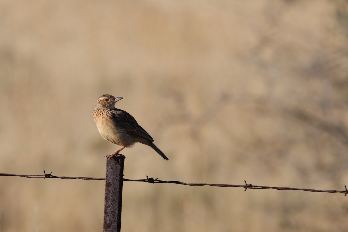 Rufous-naped Lark - ML638539147