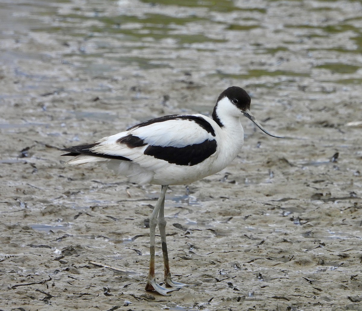Pied Avocet - ML638539156