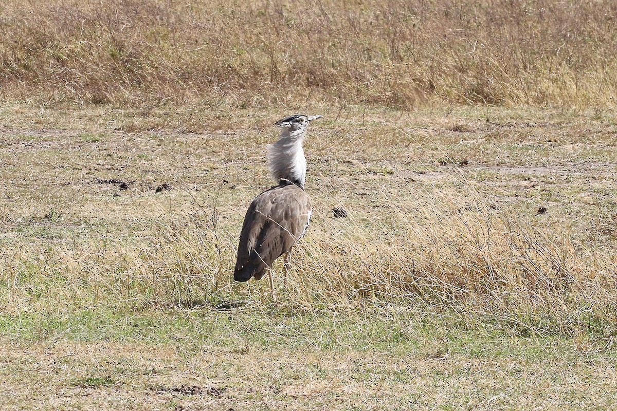 Kori Bustard - ML638539207