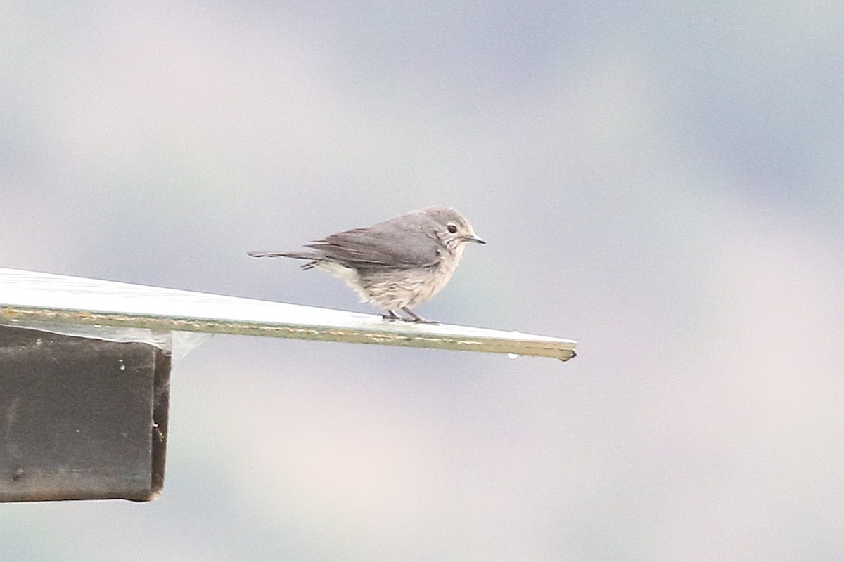 Garden Warbler - ML638539215