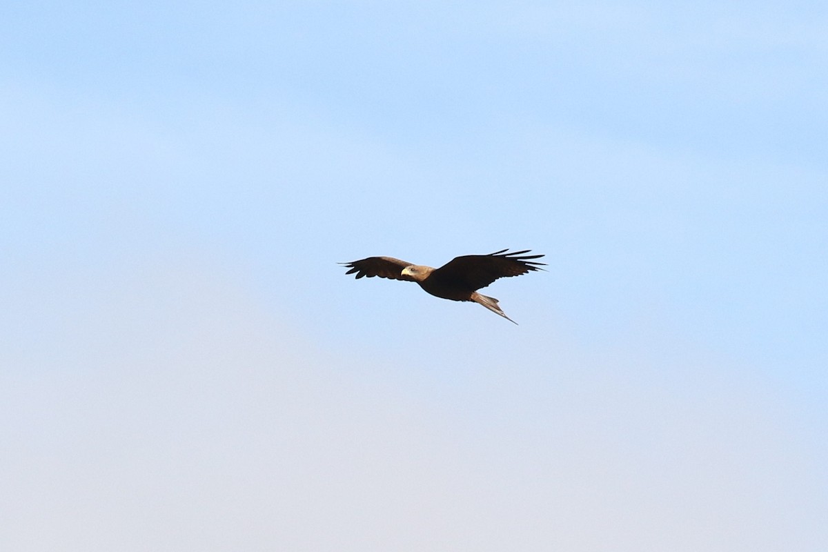 Black Kite - ML638539216