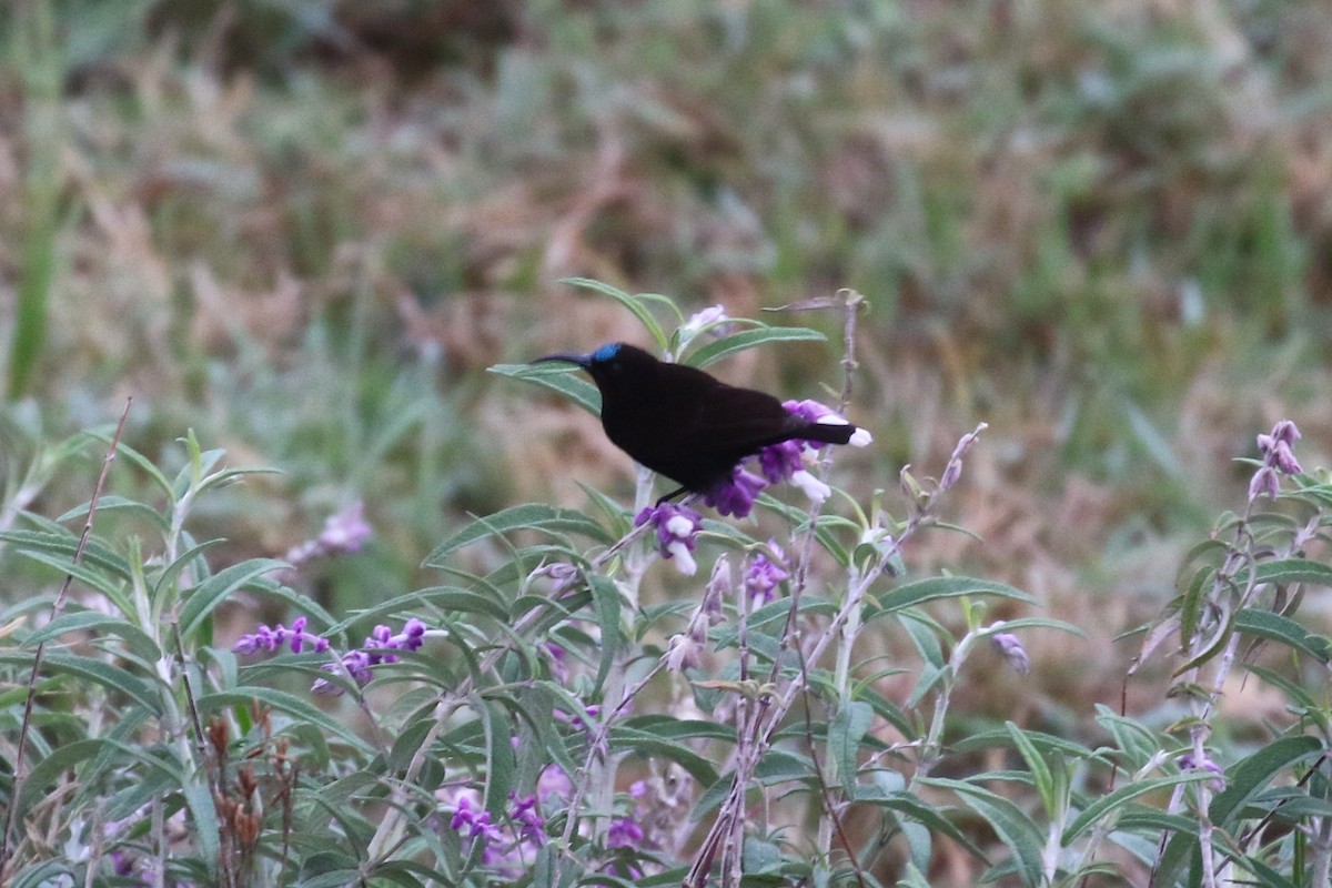 Amethyst Sunbird - ML638539217