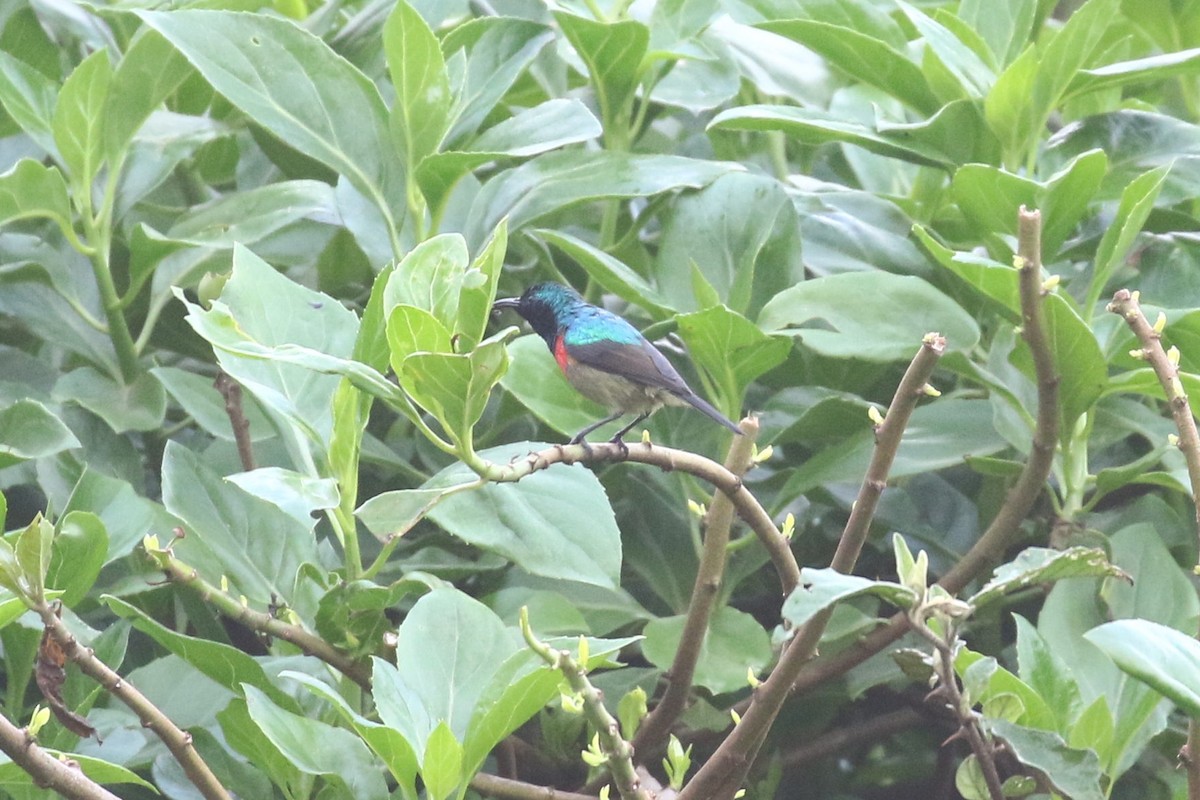 Eastern Double-collared Sunbird - ML638539218