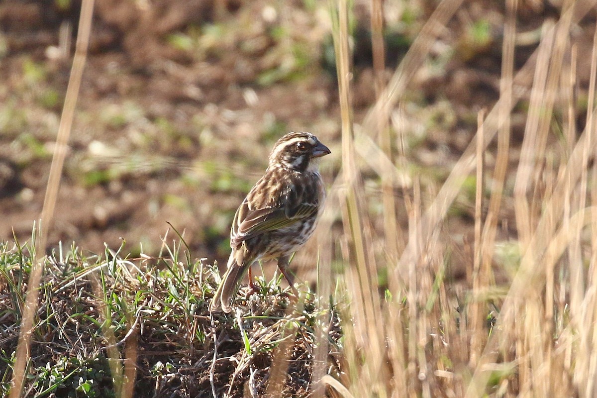 Streaky Seedeater - ML638539219