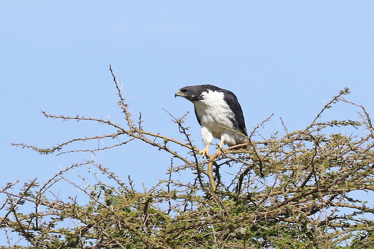 Augur Buzzard - ML638539221