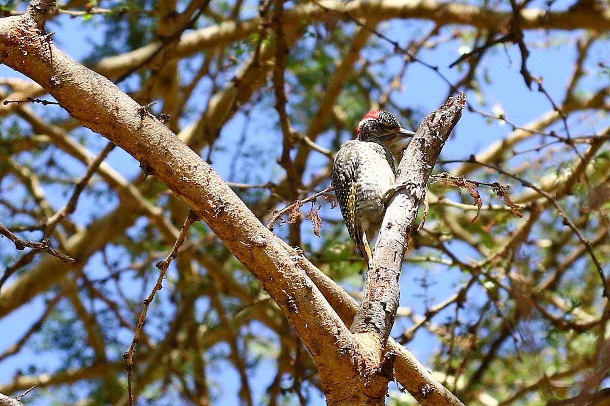 Nubian Woodpecker - ML638539222