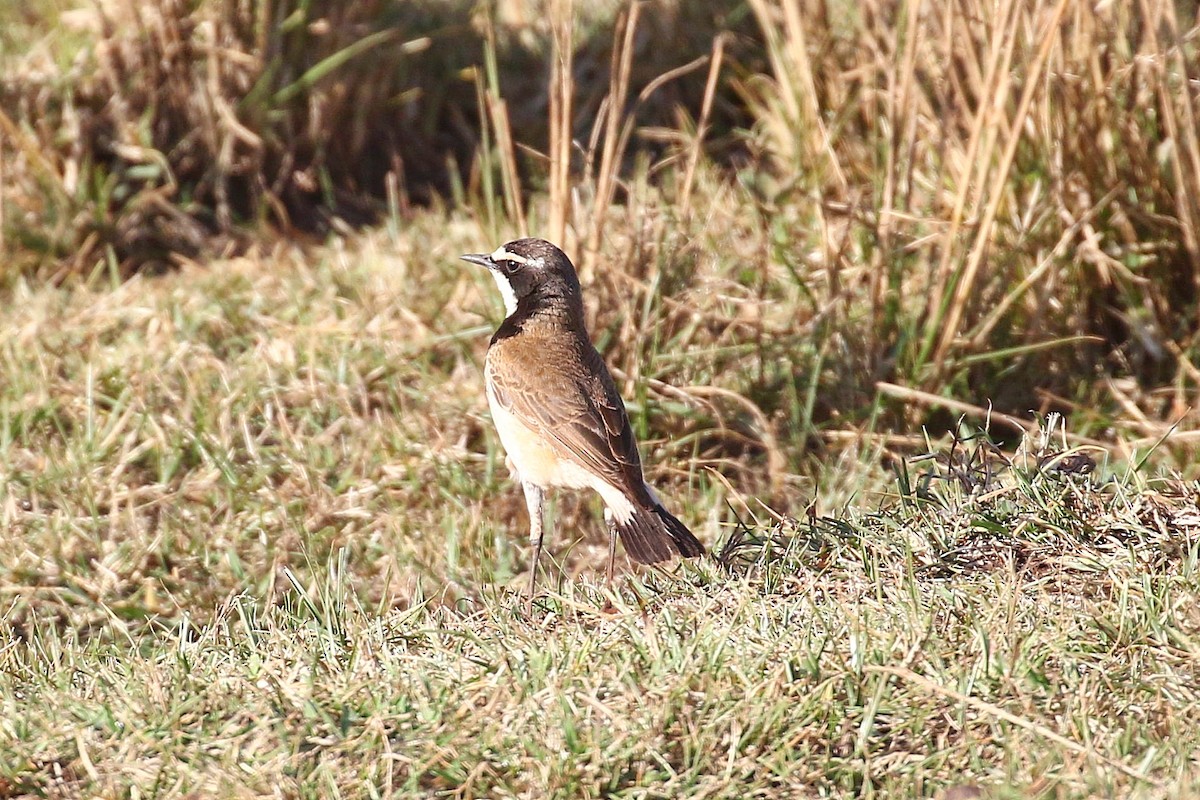 Capped Wheatear - ML638539223