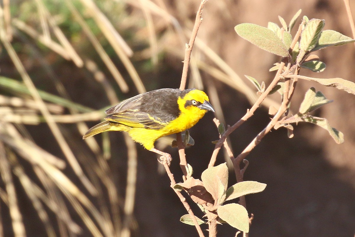 Baglafecht Weaver - ML638539224
