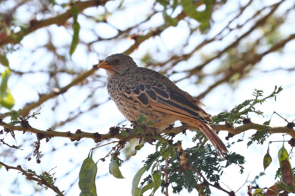 Rufous-tailed Weaver - ML638539225