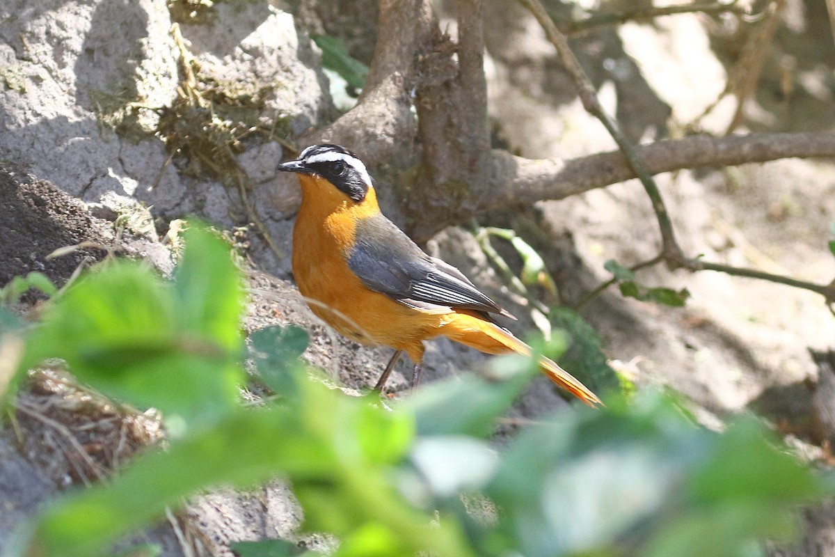 White-browed Robin-Chat - ML638539226